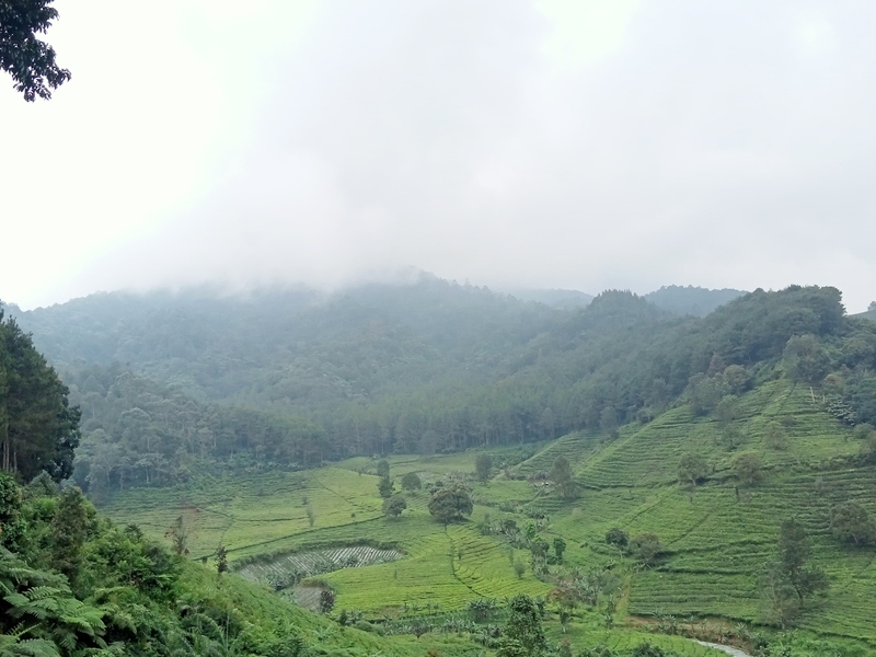 Gemuruh Aspirasi Pemudi Cipada