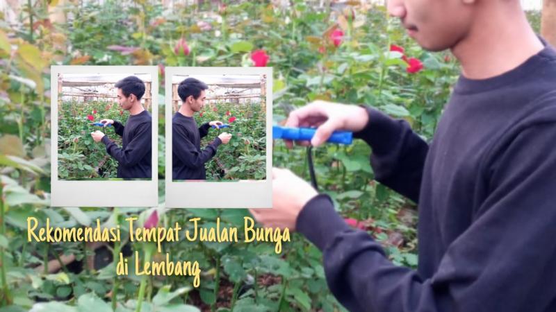 Rekomendasi Tempat Jualan Bunga di Lembang 